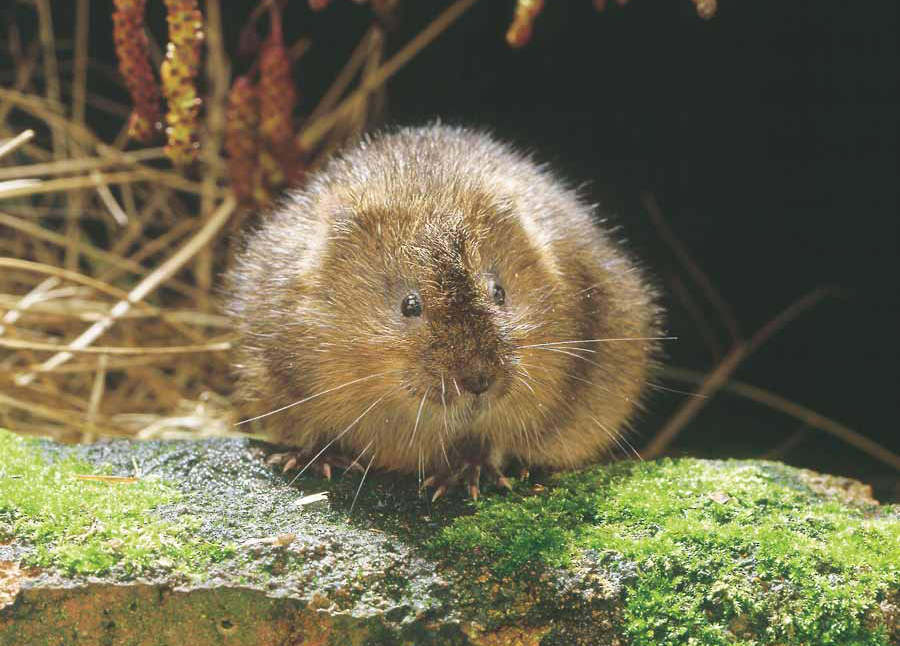 Water-Vole-credit-Frank-Greenaway