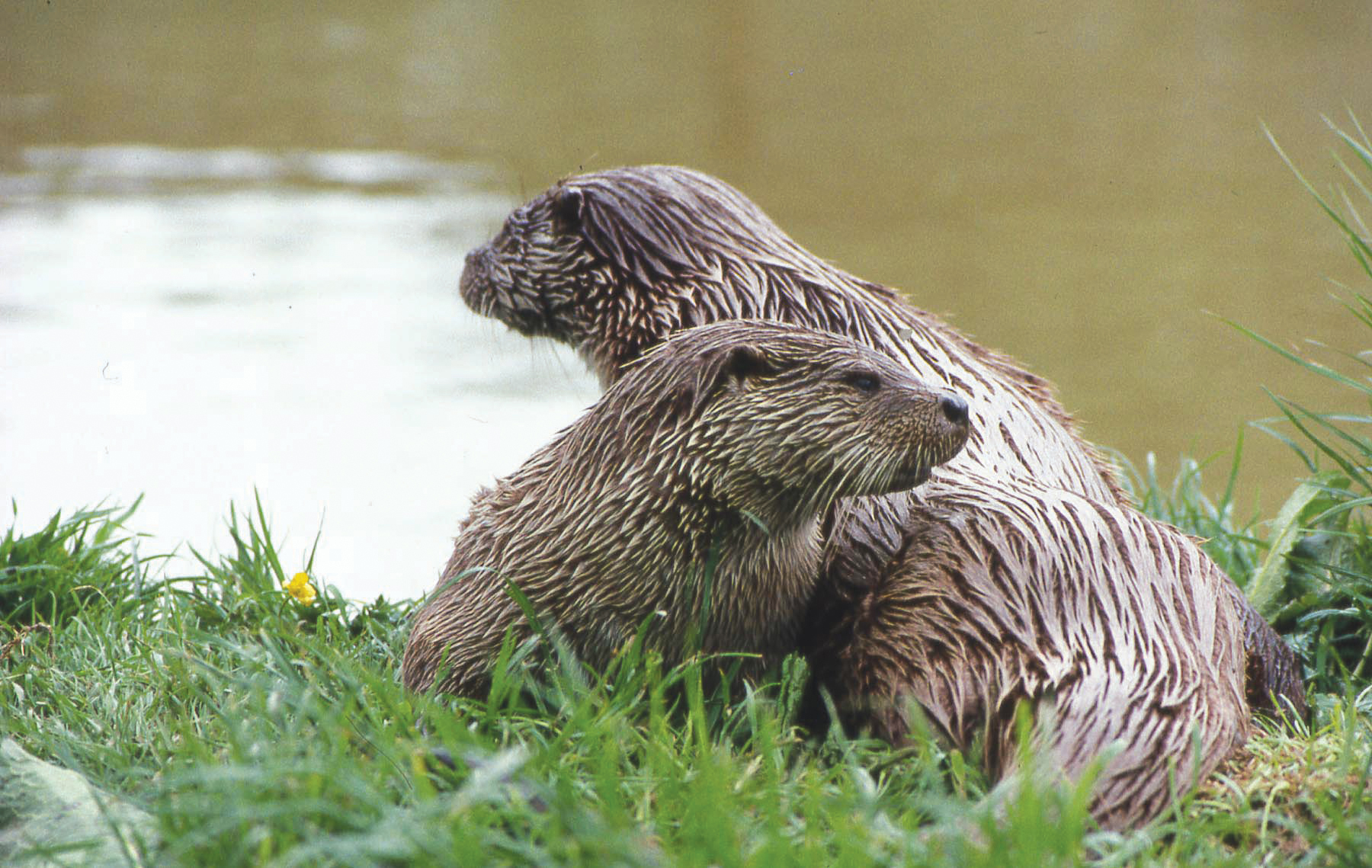 otter credit Johnny BirksThe Vincent Wildlife Trust