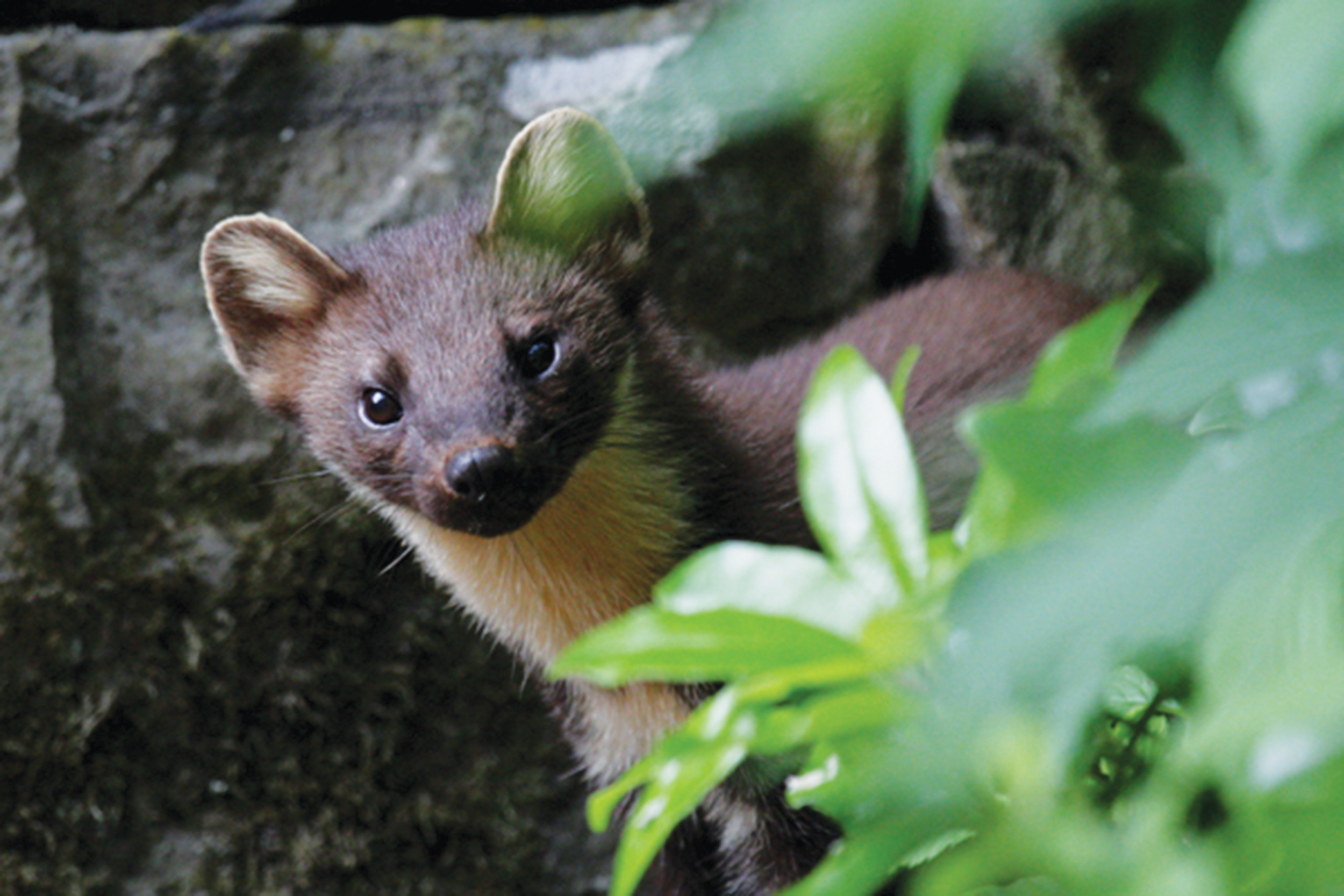 Pine marten-Credit Bill Cuthbert