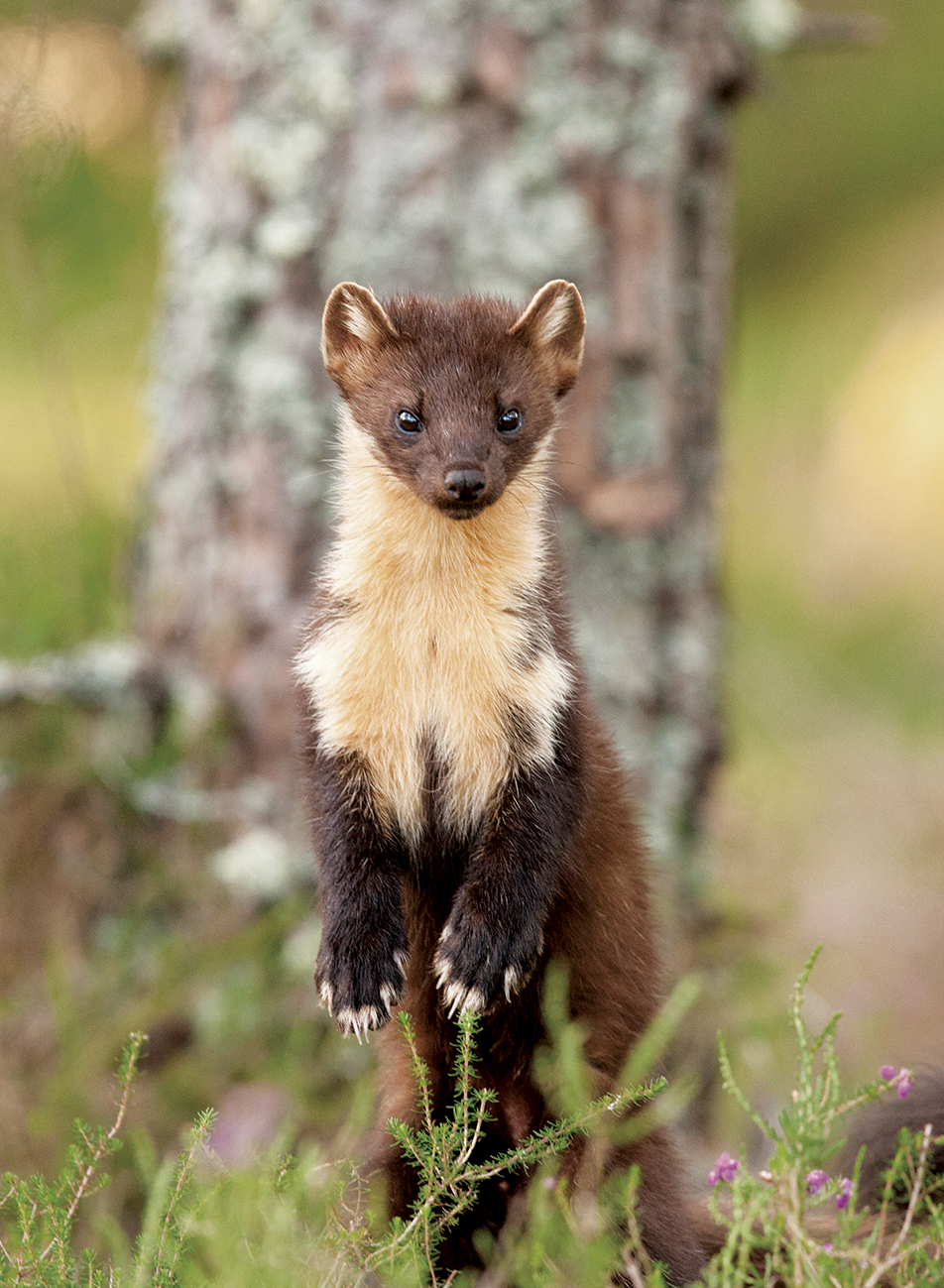 Pine Marten martes martes folder (2)