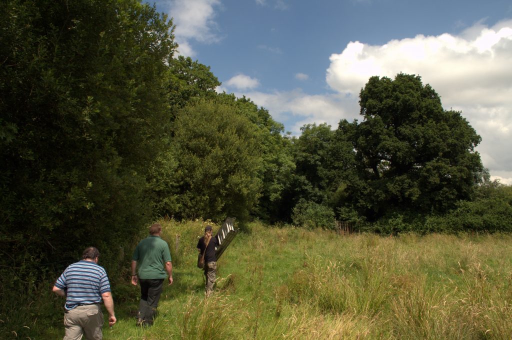 Dorset bat group