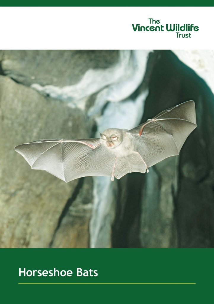 Lesser Horseshoe Bat The Vincent Wildlife Trust