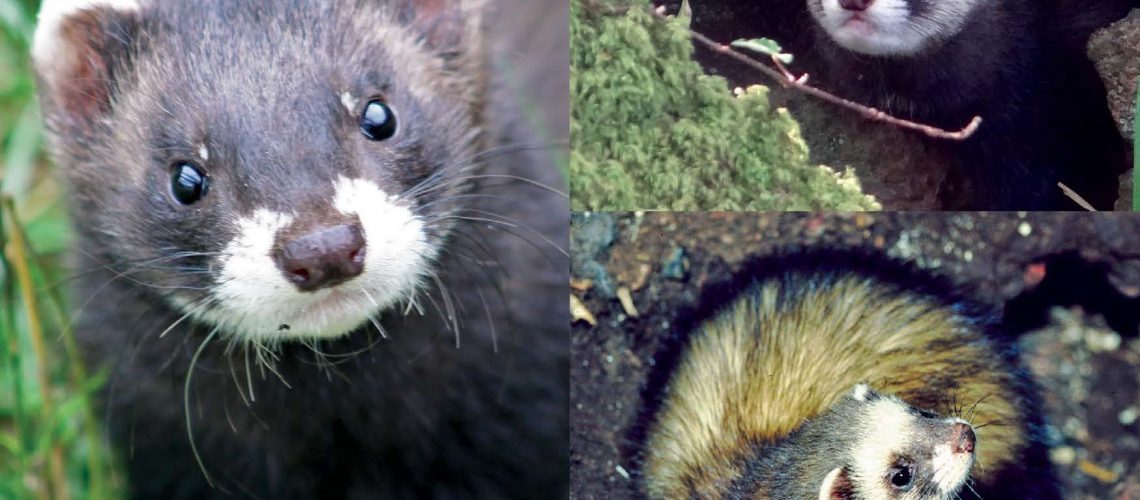 Polecats and Ferrets How to tell them apart The Vincent Wildlife Trust