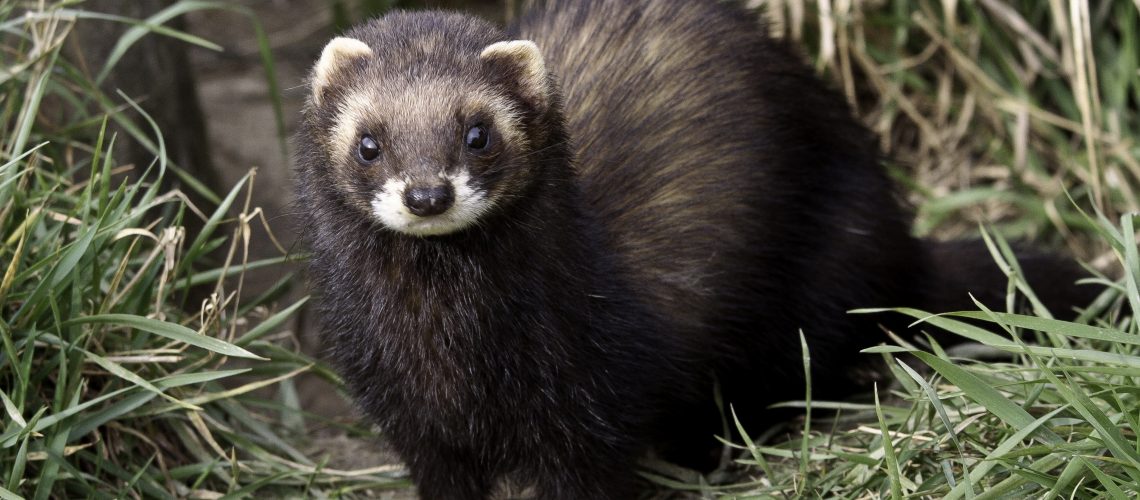 Polecat shop and ferret