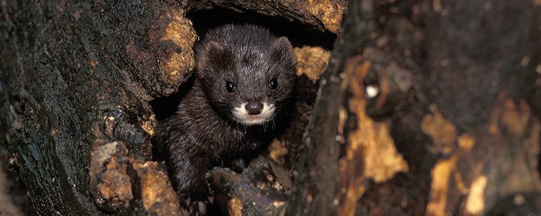 A new vision for the critically endangered European mink – The Vincent Wildlife Trust A new vision for the critically endangered European mink – The Vincent Wildlife Trust