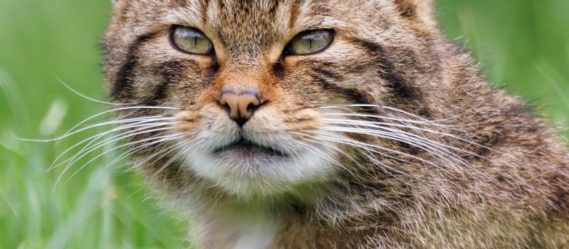 Wildcat The Vincent Wildlife Trust