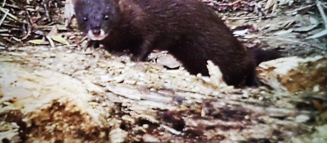 A new vision for the critically endangered European mink The Vincent