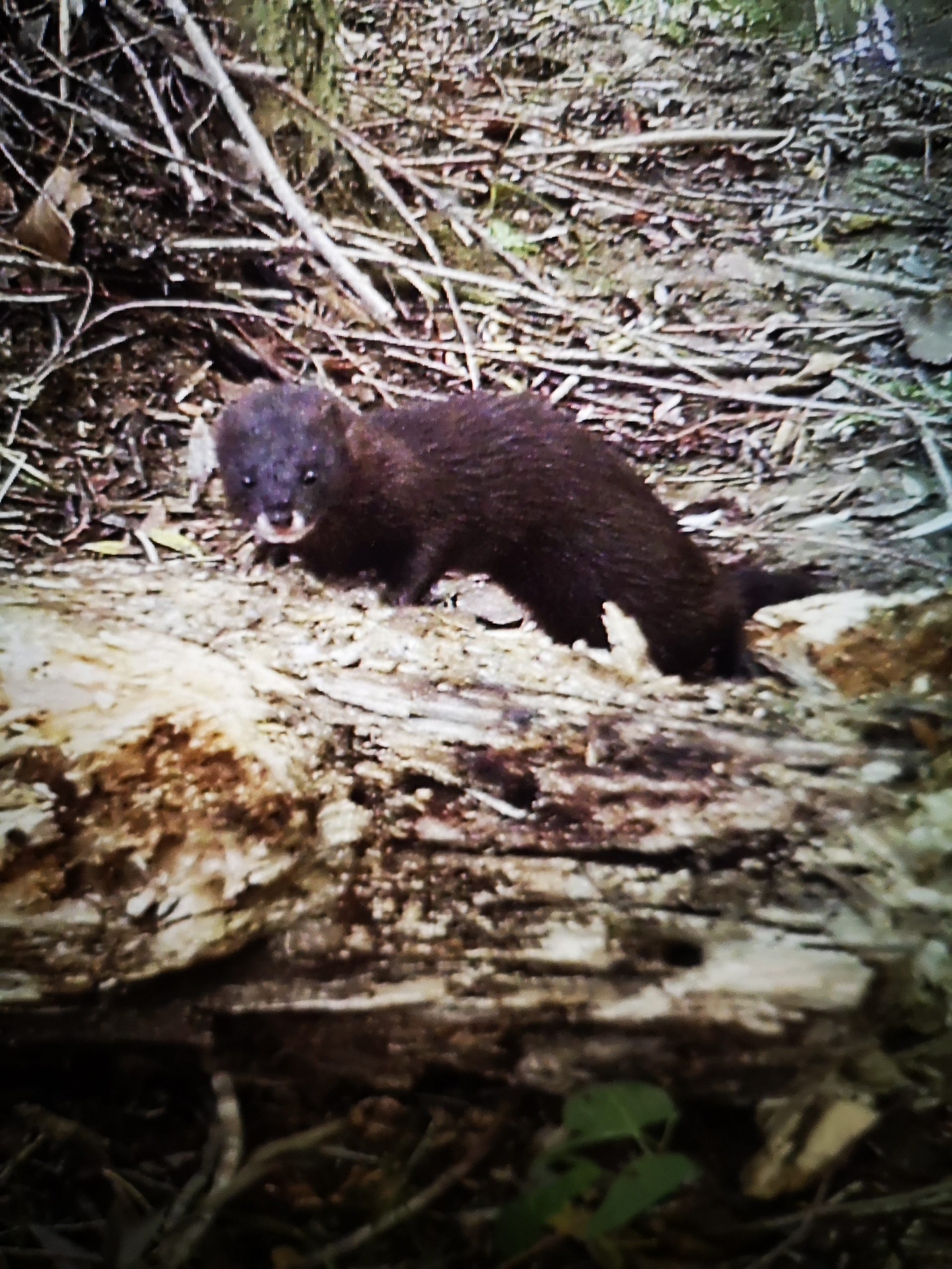 A new vision for the critically endangered European mink – The Vincent Wildlife Trust A new vision for the critically endangered European mink – The Vincent Wildlife Trust