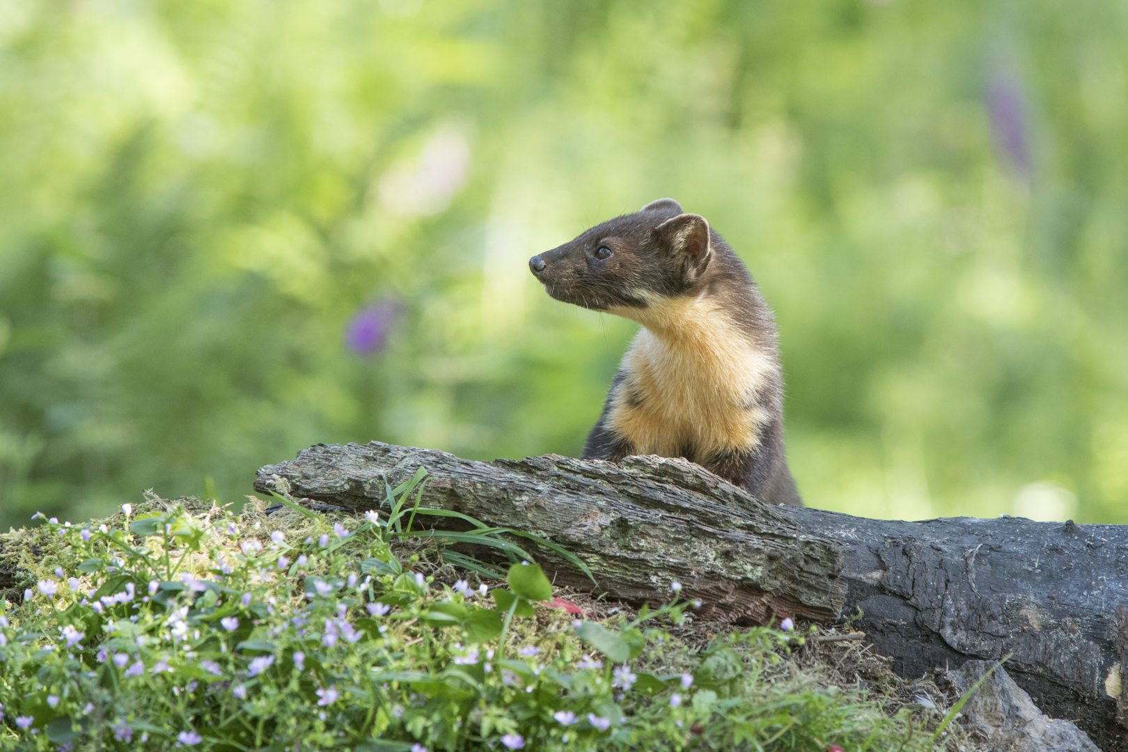 Back from the Brink: the pine marten (northern England) species recovery  project – The Vincent Wildlife Trust