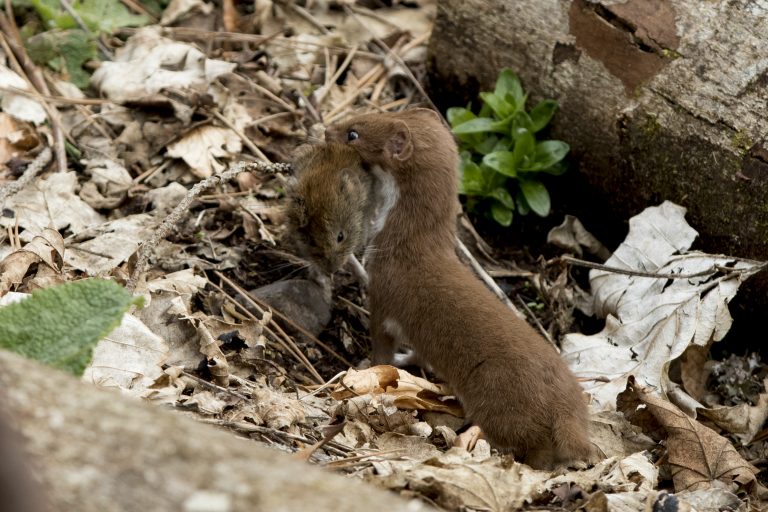 In search of stoats and weasels The Vincent Wildlife Trust