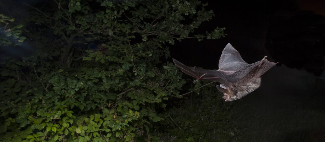 The impact of traffic noise on bat activity The Vincent Wildlife Trust