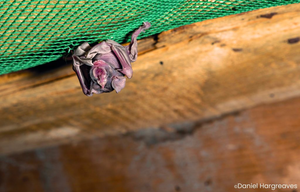 One more step towards a safe haven for greater horseshoe bats The