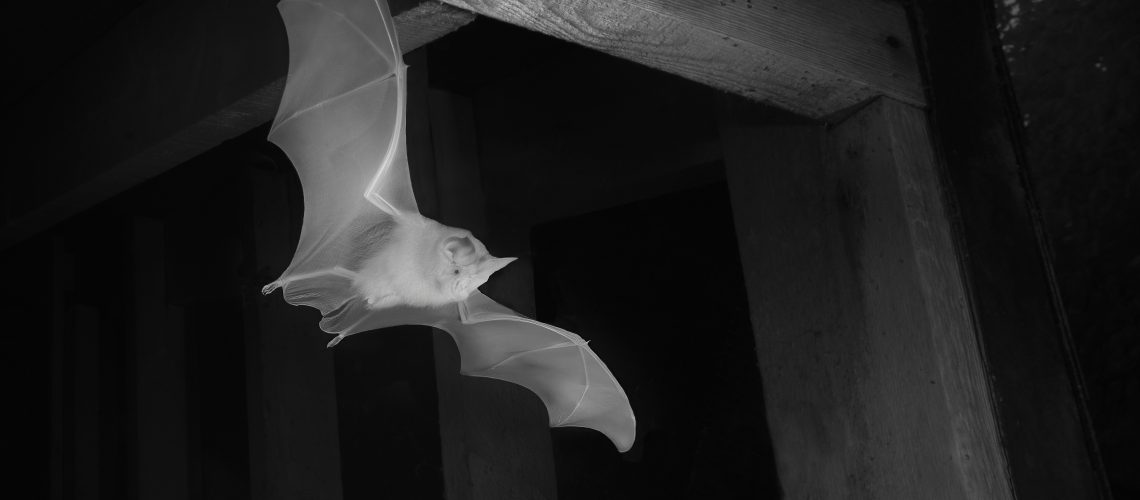 Sussex bat roost in the news The Vincent Wildlife Trust