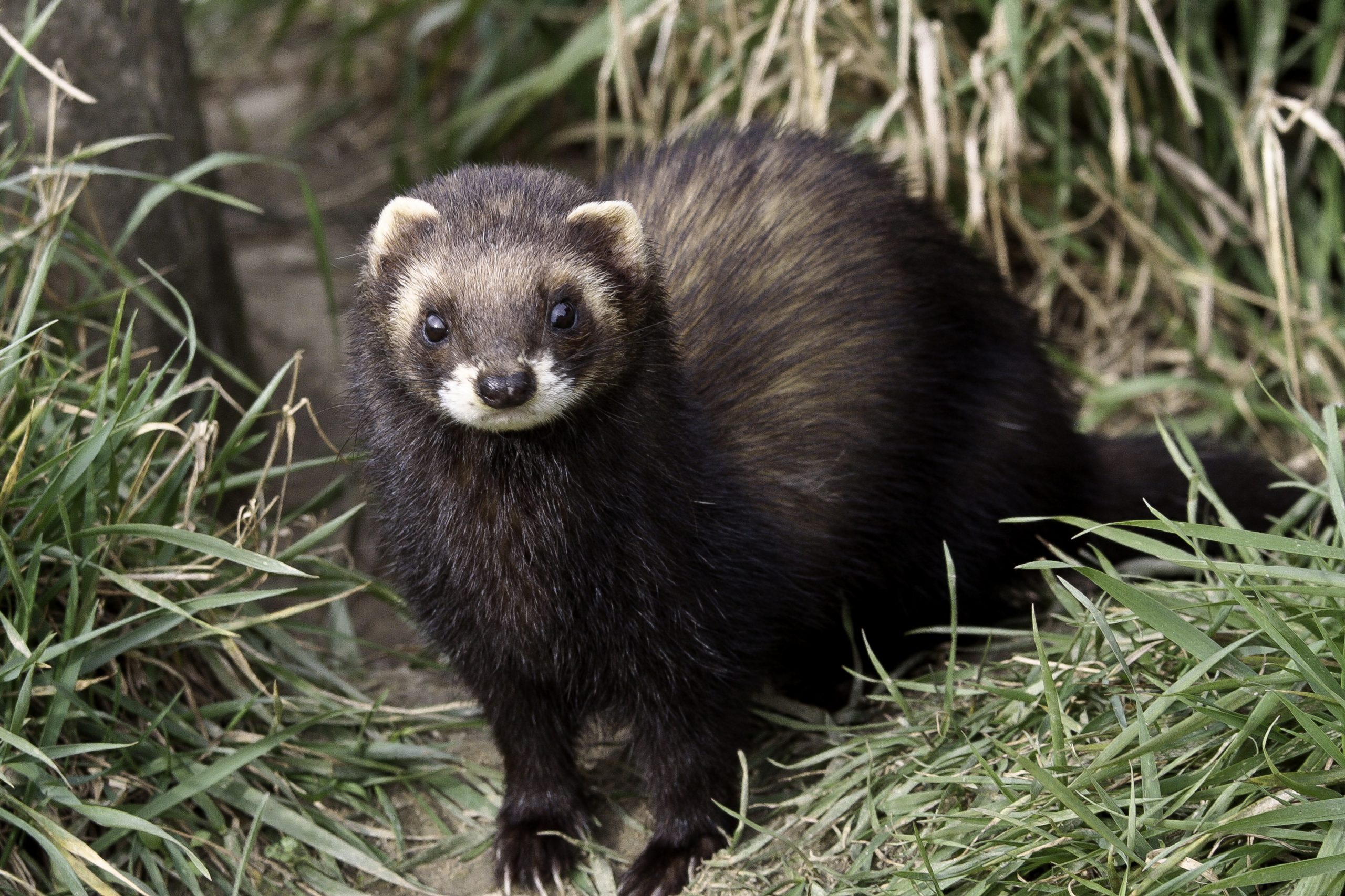 National Polecat Survey (20242025) The Vincent Wildlife Trust